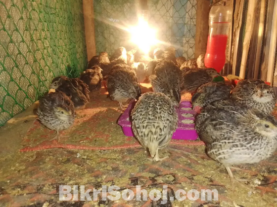 কোয়েল পাখি
